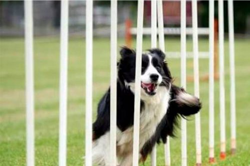 Agility Club Sergipe