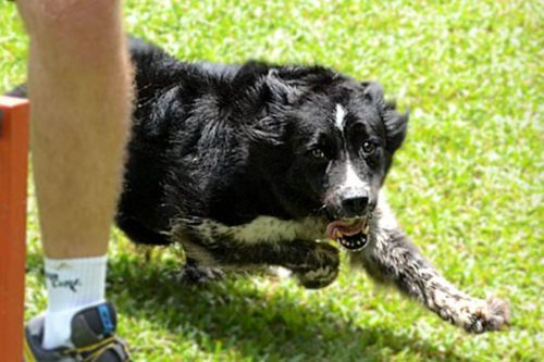 Agility Esporte