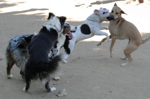 Motivadog – Adestramento – Esportes – Comportamento