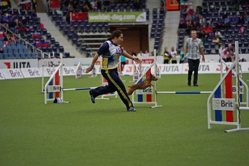 Encerradas as disputas do XIX Campeonato Brasileiro de Agility da Temporada 2017/2018