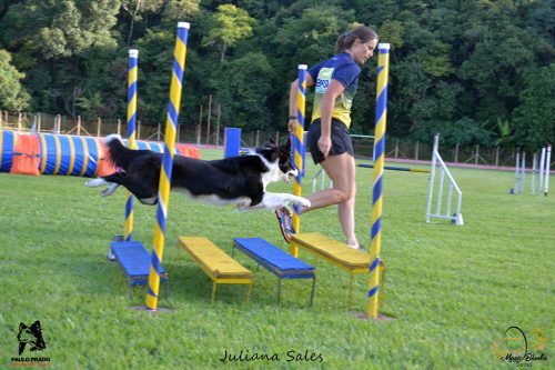 Encerradas as disputas do XIX Campeonato Brasileiro de Agility da Temporada 2017/2018