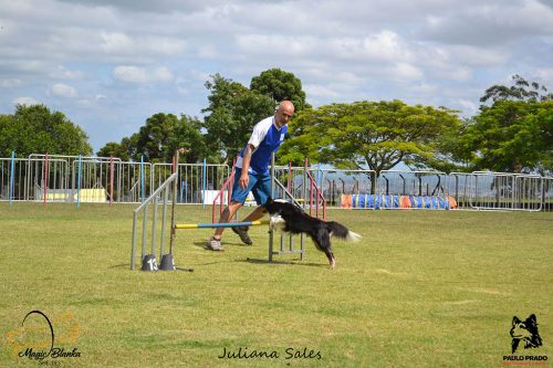 Encerradas as disputas do XIX Campeonato Brasileiro de Agility da Temporada 2017/2018