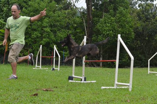 Encerradas as disputas do XIX Campeonato Brasileiro de Agility da Temporada 2017/2018