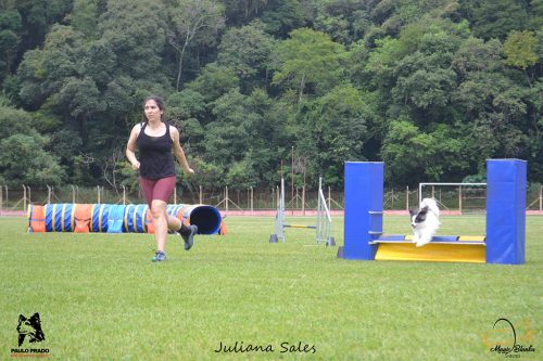 Encerradas as disputas do XIX Campeonato Brasileiro de Agility da Temporada 2017/2018