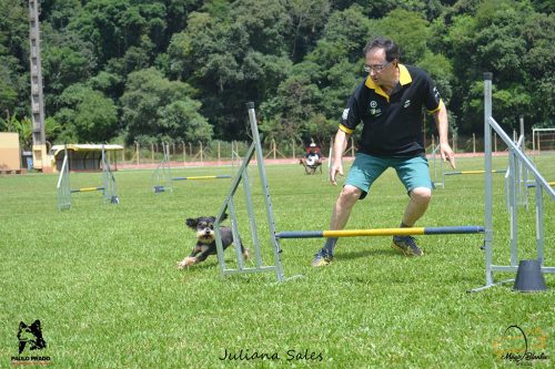 Encerradas as disputas do XIX Campeonato Brasileiro de Agility da Temporada 2017/2018