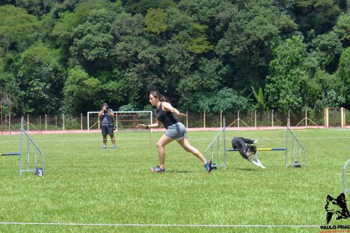 Encerradas as disputas do XIX Campeonato Brasileiro de Agility da Temporada 2017/2018