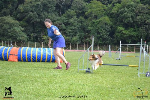 Encerradas as disputas do XIX Campeonato Brasileiro de Agility da Temporada 2017/2018