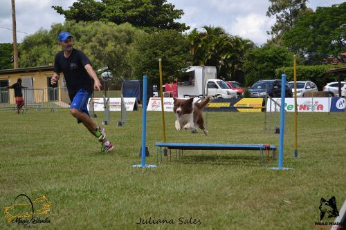 Encerradas as disputas do XIX Campeonato Brasileiro de Agility da Temporada 2017/2018