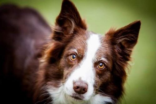 Nota de Falecimento da Border Collie Vicky