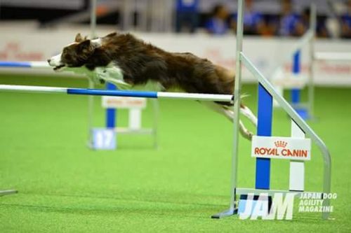 Nota de Falecimento da Border Collie Vicky