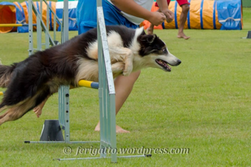 Agility DF