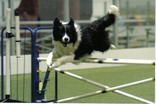 Agility MG – Cia. Cães Pet