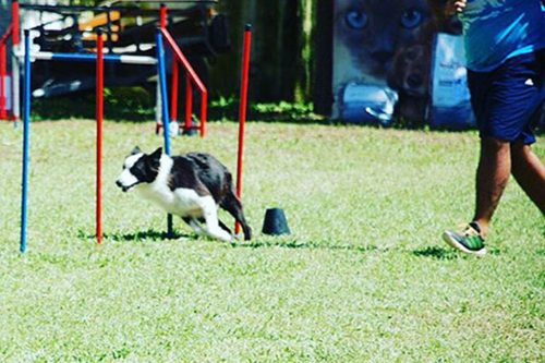 Dog Moke Parque Canino