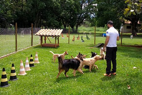 EducaDog Brasil – Agility Team