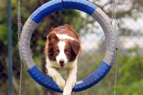 Ducão Agility