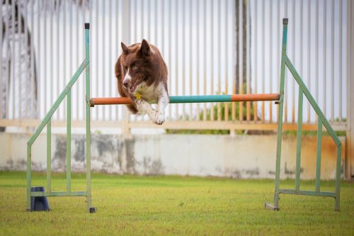 Dog Moke Parque Canino