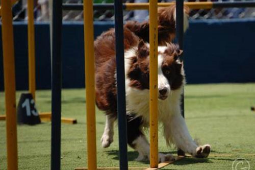 G.A.P. Brasil  – Grupo de Agility Paulista