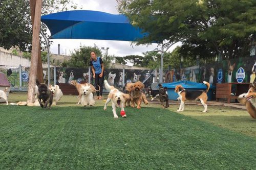 Universicão Agility – Curitiba