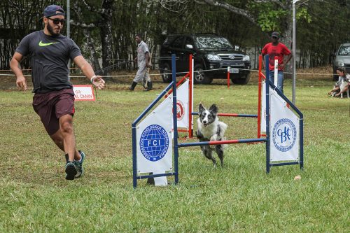 Campeonato Brasileiro de Agility no Nordeste