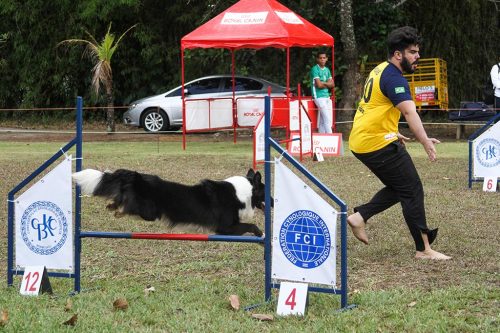 Campeonato Brasileiro de Agility no Nordeste