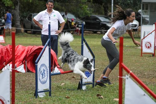 Campeonato Brasileiro de Agility no Nordeste