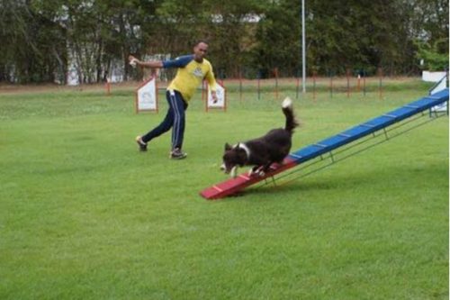 Participação no European Open Agility 2018 – Vienna – Áustria