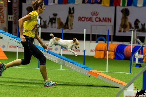 Participação no European Open Agility 2018 – Vienna – Áustria