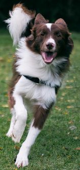 Toby