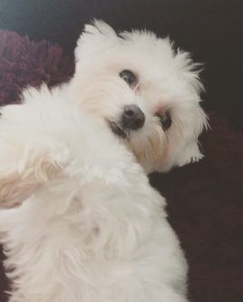Enzo
