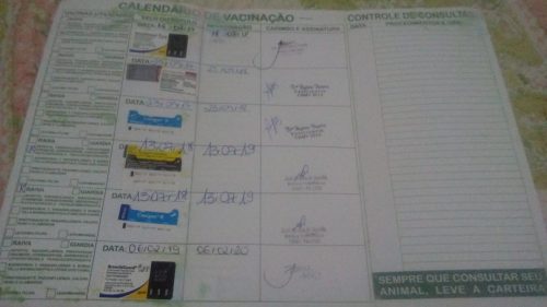 Dindi