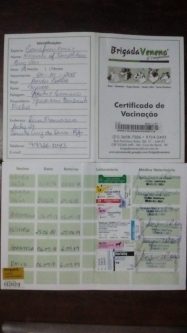 Cau