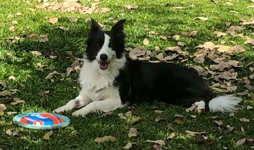 Mel