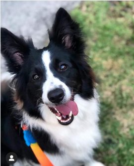 Suri