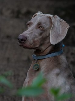 Artemis
