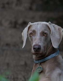 Artemis