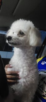Bijú