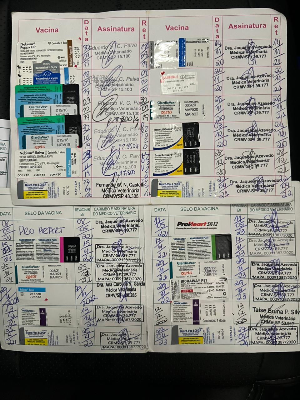 Charlotte Brasil Agility