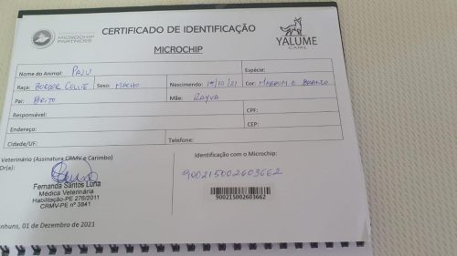 Paju Nogueira