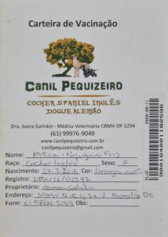 Pituca