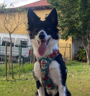 Kaya